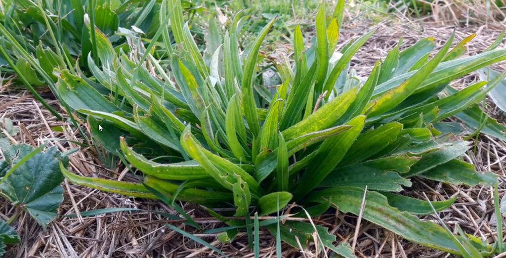 Le Plantain La Plante Des Chemins L Atelier Des Plantes Sauvages