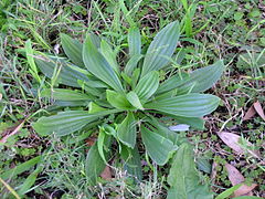 Rosette plantain lancéolé