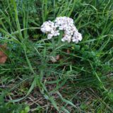 Photo d'achillée millefeuille en fleur