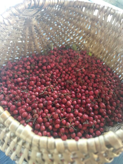 Cenelles dans un panier