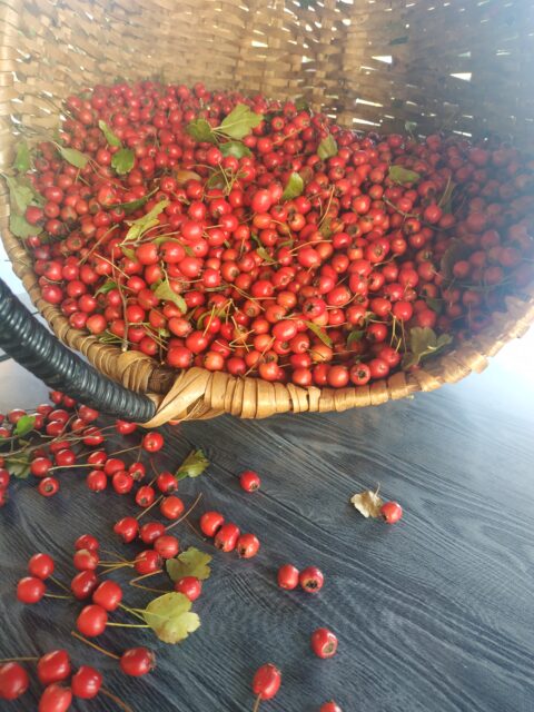 Cueillette de cenelles, cenelles dans un panier