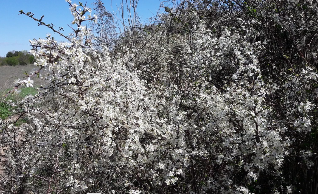 Buisson fleur prunellier