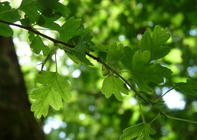 Feuilles d'aubépine