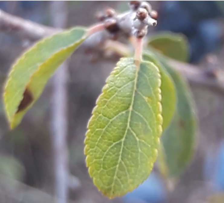 feuilles_prunellier