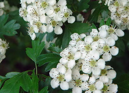 Fleurs d'aubépine