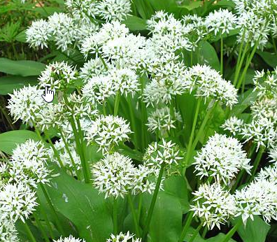 ail des ours en fleur