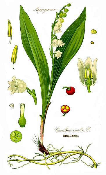 planche muguet