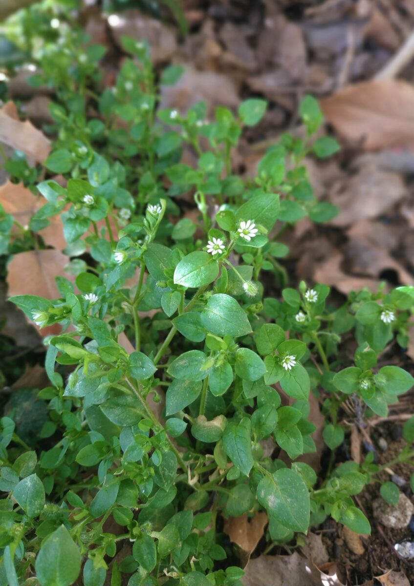 fleurs mouron