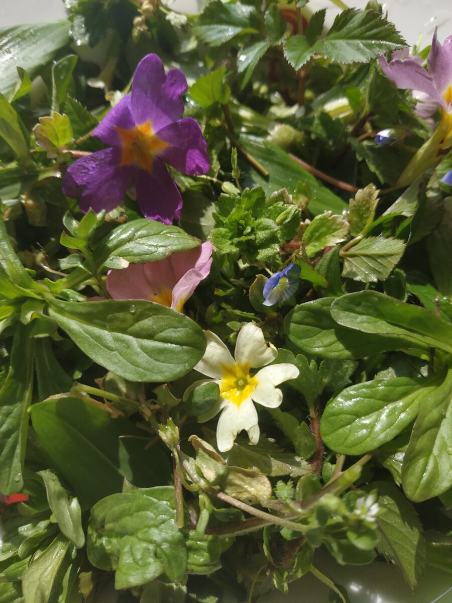 salade de printemps