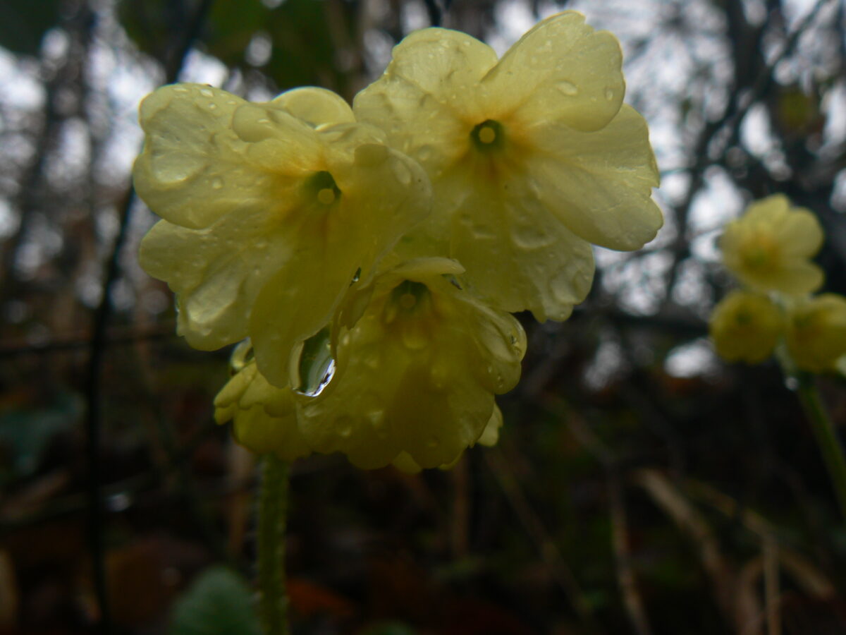 fleurs de primevère elatior