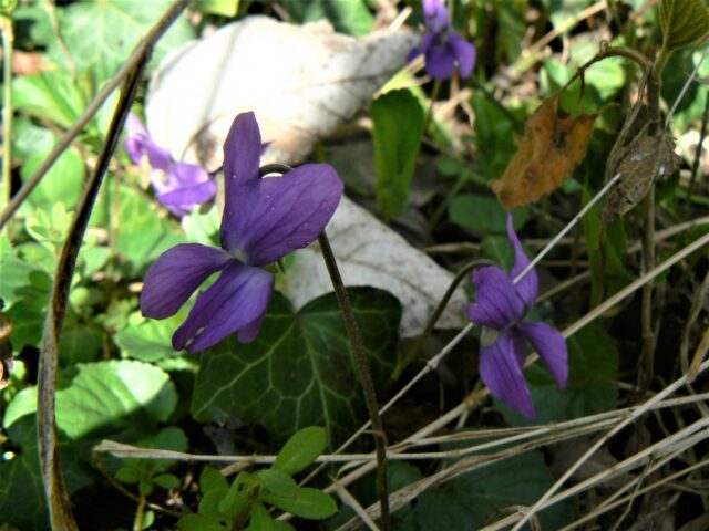 violette odorante