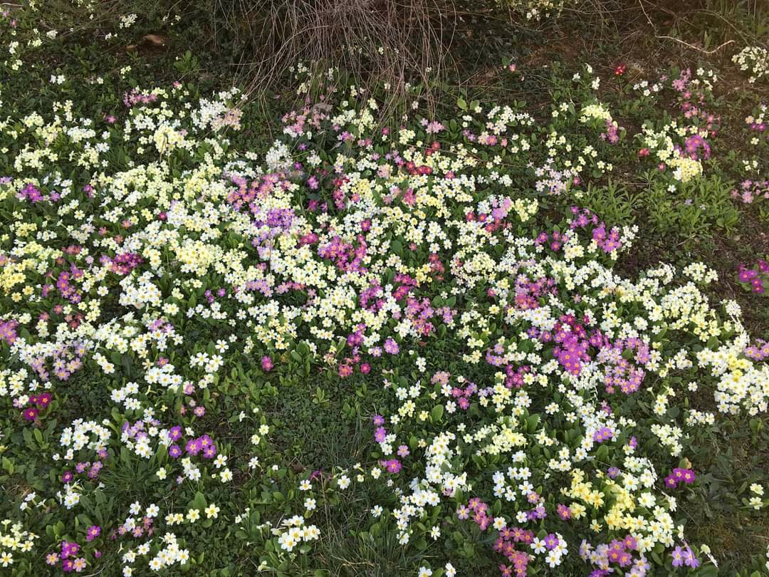 tapis de primevère des jardins