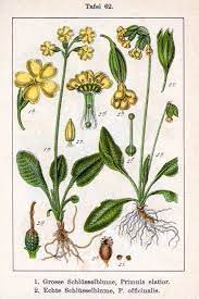 planche primevère des prés officinalis