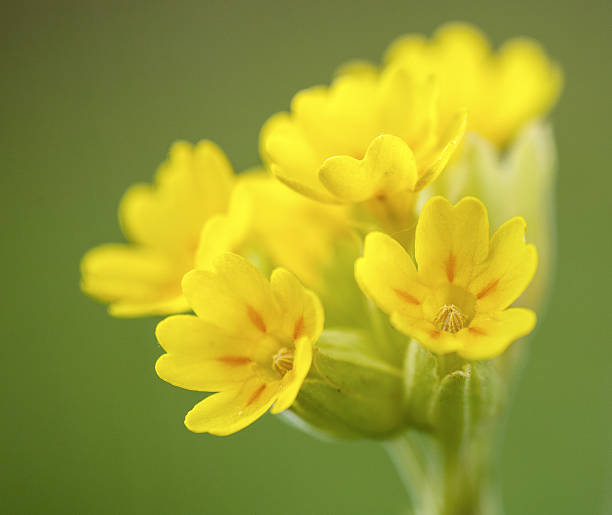 fleurs jaunes de primevère officinalis